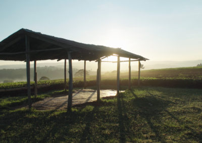 Lever de soleil sur les plantations de thé, près de Nandi Hills, Kenya, février 2020