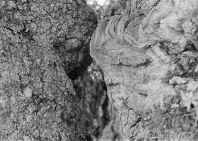 Chêne de Tronjoly ( entre 800 et 1600 ans) - Bulat-Pestivien - Septembre 2022